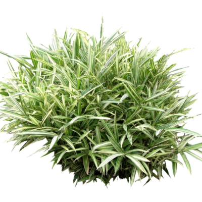 现代2d花草植物组件免费su模型(1)