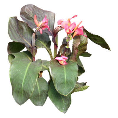 现代2d花草植物组件免费su模型(1)