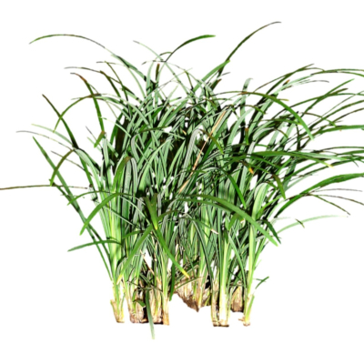 现代2d花草植物组件免费su模型(1)