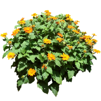 现代2d花草植物组件免费su模型(1)