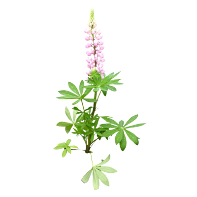 现代2d花草植物组件免费su模型(1)