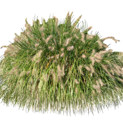 现代2d花草植物组件免费su模型(1)