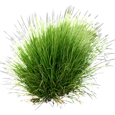 现代2d花草植物组件免费su模型(1)