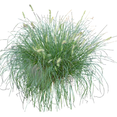 现代2d花草植物组件免费su模型(1)