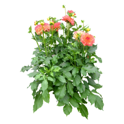现代2d花草植物组件免费su模型(1)