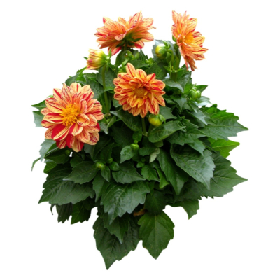 现代2d花草植物组件免费su模型(1)