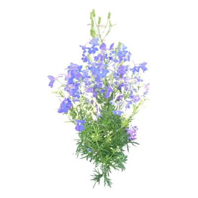 现代2d花草植物组件免费su模型(1)