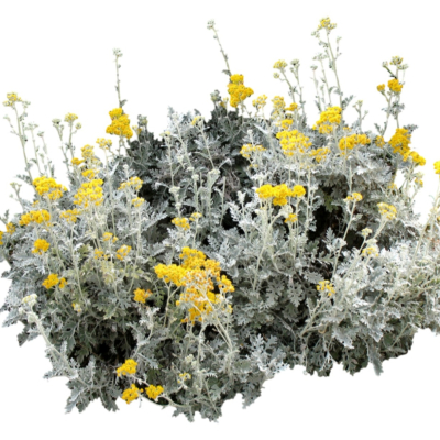 现代2d花草植物组件免费su模型(1)