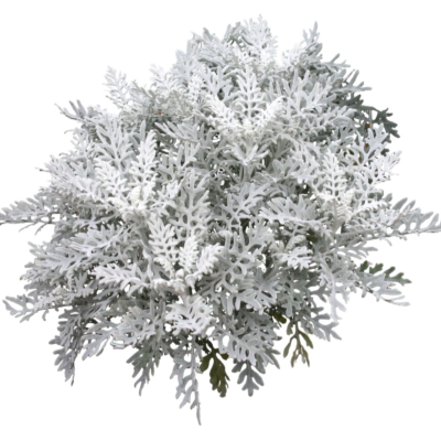 现代2d花草植物组件免费su模型(1)