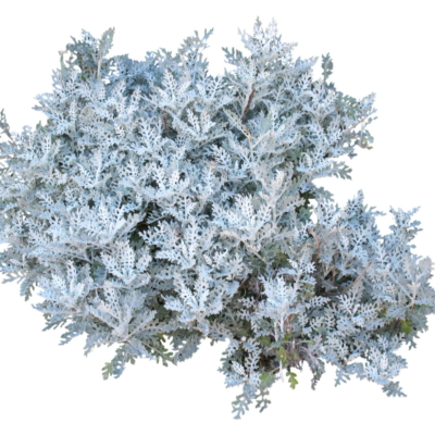 现代2d花草植物组件免费su模型(1)