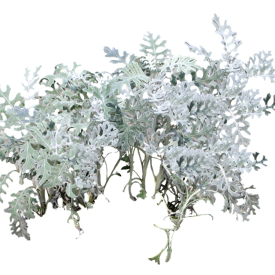 现代2d花草植物组件免费su模型(1)