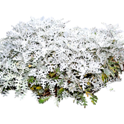 现代2d花草植物组件免费su模型(1)