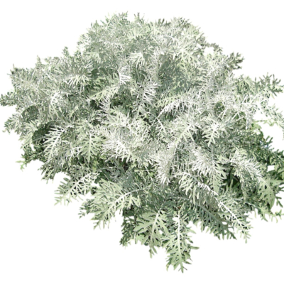 现代2d花草植物组件免费su模型(1)