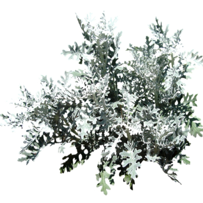 现代2d花草植物组件免费su模型(1)