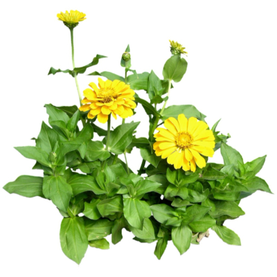 现代2d花草植物组件免费su模型(1)
