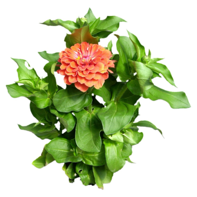 现代2d花草植物组件免费su模型(1)