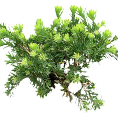 现代2d花草植物组件免费su模型(1)