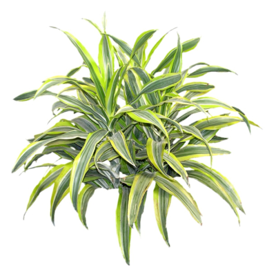 现代2d花草植物组件免费su模型(1)