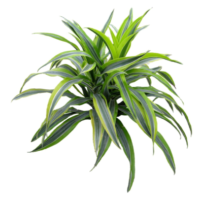 现代2d花草植物组件免费su模型(1)