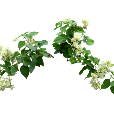 现代2d花草植物组件免费su模型(1)