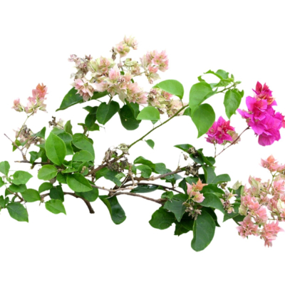 现代2d花草植物组件免费su模型(1)