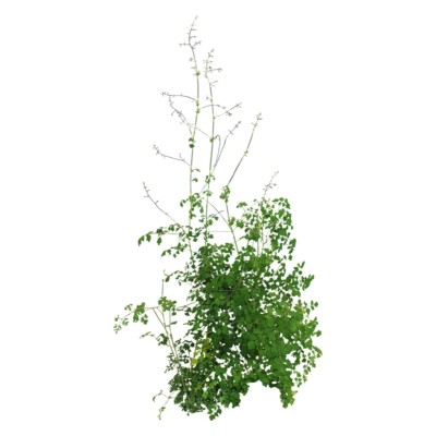 现代2d花草植物组件免费su模型(1)