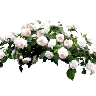 现代2d花草植物组件免费su模型(1)