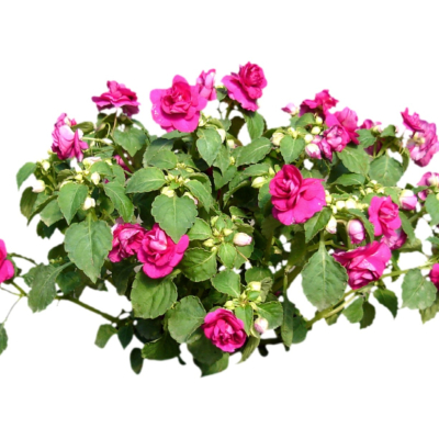 现代2d花草植物组件免费su模型(1)