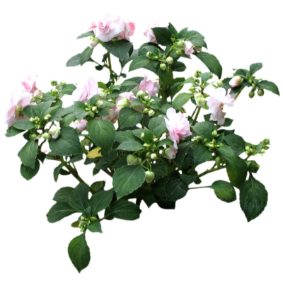 现代2d花草植物组件免费su模型(1)