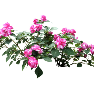 现代2d花草植物组件免费su模型(1)