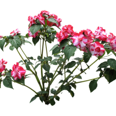 现代2d花草植物组件免费su模型(1)