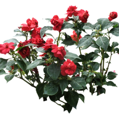 现代2d花草植物组件免费su模型(1)