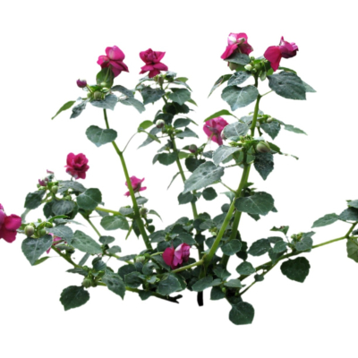 现代2d花草植物组件免费su模型(1)