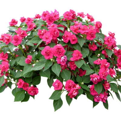 现代2d花草植物组件免费su模型(1)