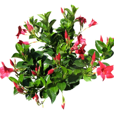 现代2d花草植物组件免费su模型(1)