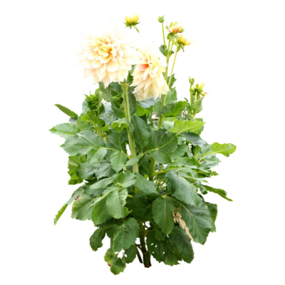 现代2d花草植物组件免费su模型(1)