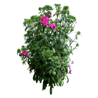 现代2d花草植物组件免费su模型(1)