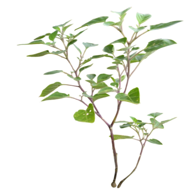 现代2d花草植物组件免费su模型(1)