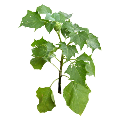 现代2d花草植物组件免费su模型(1)
