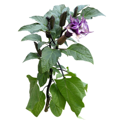 现代2d花草植物组件免费su模型(1)