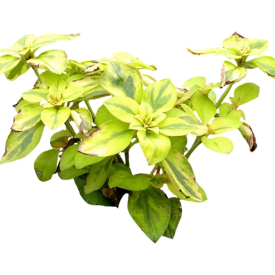 现代2d花草植物组件免费su模型(1)