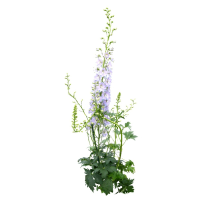 现代2d花草植物组件免费su模型(1)