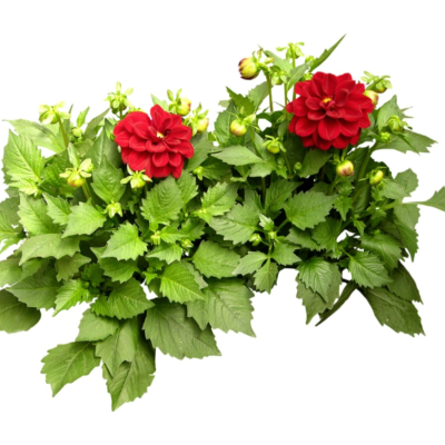 现代2d花草植物组件免费su模型(1)