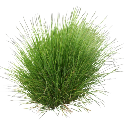 现代2d花草植物组件免费su模型(1)