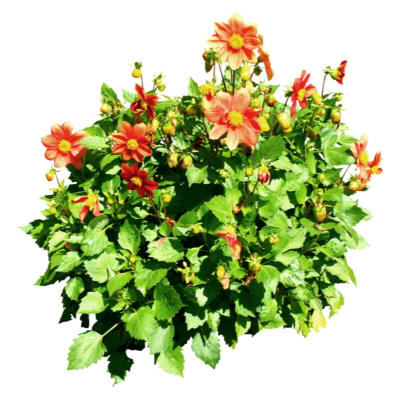 现代2d花草植物组件免费su模型(1)