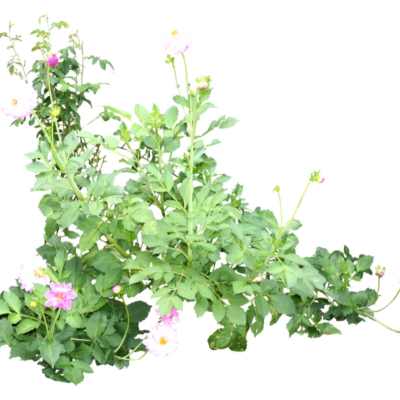 现代2d花草植物组件免费su模型(1)