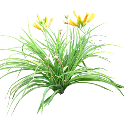 现代2d花草植物组件免费su模型(1)
