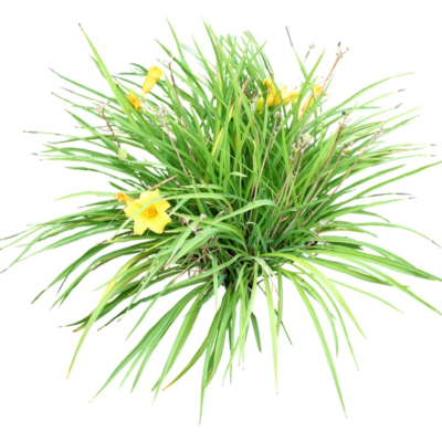 现代2d花草植物组件免费su模型(1)