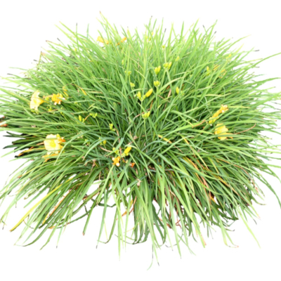 现代2d花草植物组件免费su模型(1)