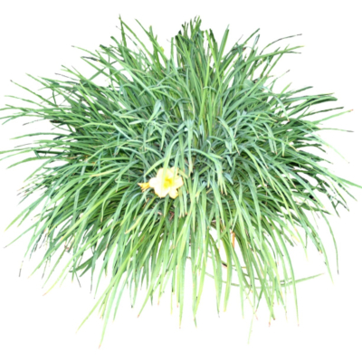 现代2d花草植物组件免费su模型(1)